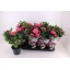 product/img.floraplaza.nl/125442-13-LIVE_fotos-0xBAEF1B4243243E58AC20B15F3427C2E08E77B729.jpg