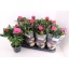 product/img.floraplaza.nl/125442-13-LIVE_fotos-0xC6382A22AD86BBAC8F04DAD40E6F180A33944586.jpg