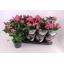 product/img.floraplaza.nl/125442-13-LIVE_fotos-0xEA08BA784B742FCFFFDFAB2400D0229A9A197C1E.jpg