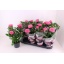 product/img.floraplaza.nl/125442-13-LIVE_fotos-0xFCFA1AC4B5912FD5410F874558ABAB4771E192D2.jpg