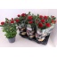 product/img.floraplaza.nl/125443-17-LIVE_fotos-0x3C24D9F8C5862059539EFDD9F4021931B720C0DA.jpg