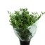 product/img.floraplaza.nl/125461-70-LIVE_fotos-0xAC09415D032AF0DD831DF1845BD006E0F528C5D7.jpg