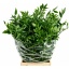 product/img.floraplaza.nl/125461-70-LIVE_fotos-0xEBE00488AA403BC8DE00BD5D7475C95B60CAB327.jpg