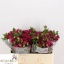 product/img.floraplaza.nl/125464-50-LIVE_fotos-0xE76DB45FCAEA26A7F10B1AA14DCC2F332A141440.jpg