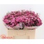 product/img.floraplaza.nl/125475-50-LIVE_fotos-0x7FA48A54ED6EBD10F7874840754BD56494D4944D.jpg