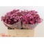 product/img.floraplaza.nl/125475-55-LIVE_fotos-0x3A11364CC7929DBBB6A1DE0DEE65FC32AEEC27A5.jpg