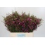 product/img.floraplaza.nl/125475-55-LIVE_fotos-0xECF6D91019B32859B81BFAFD9C8C7AE4A8705D03.jpg