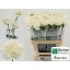 product/img.floraplaza.nl/125498-60-LIVE_fotos-0xE4F1755390C0A0DF8298E94CFA6F9235CDD38A3C.jpg