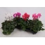 product/img.floraplaza.nl/125503-13-LIVE_fotos-0xB9179447C1AACBC1D756B7183330D0DEF3C80518.jpg