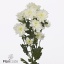 product/img.floraplaza.nl/125507-70-ART_Fotos-VBN-vbn125507.jpg