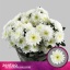product/img.floraplaza.nl/125507-70-LIVE_fotos-0xC18383E0C29904DB4A461E13F3D49580B2F901ED.jpg