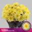 product/img.floraplaza.nl/125507-70-LIVE_fotos-0xFFE47F91751C39A16DA5DD434316CF8250745DA6.jpg