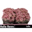 product/img.floraplaza.nl/125511-40-LIVE_fotos-0x86B9C6B81681409C344840052C6493FC35030BCA.jpg