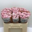 product/img.floraplaza.nl/125511-50-LIVE_fotos-0xBB798BC56FA68C119D26C3F812186F4E28292636.jpg