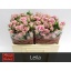 product/img.floraplaza.nl/125511-50-LIVE_fotos-0xCEA7ADF08D4B837CDDB79398765EEE2F39C5BC52.jpg
