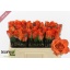 product/img.floraplaza.nl/125517-50-LIVE_fotos-0x4D984BD61A6433388E0A8236EF477A70B64F9DD9.jpg