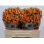 product/img.floraplaza.nl/125518-50-LIVE_fotos-0x5EFD1FEFAC2047A38DC67A38B9EC321FC9E3EB2B.jpg