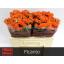 product/img.floraplaza.nl/125518-50-LIVE_fotos-0xC16AFE09D9832668CDBE4ED96ABE76BCFE2C0BBF.jpg