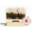 product/img.floraplaza.nl/125521-60-LIVE_fotos-0x2A75FF87A493F65AC783FA91363C77A64B50C5E7.jpg