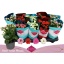 product/img.floraplaza.nl/125527-510-LIVE_fotos-0x64DFFFDA40AC68DB77C9C1658E02F400F4386DFC.jpg