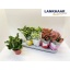 product/img.floraplaza.nl/125528-12-LIVE_fotos-0x8E56352CC3B44ED2DD6F4BB87D464964D4096DAA.jpg