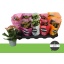 product/img.floraplaza.nl/125528-510-LIVE_fotos-0x5A4F4D882FC4E4FFB16C7DED5887D5410E701A94.jpg