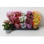 product/img.floraplaza.nl/125528-510-LIVE_fotos-0x70A1B40CD61B220E8BBCF9B5DBD186BFA1F5B033.jpg
