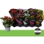 product/img.floraplaza.nl/125528-510-LIVE_fotos-0xD47C6F8216F6FD2EF126B0E181DF409886CB7CF9.jpg