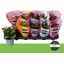 product/img.floraplaza.nl/125529-510-LIVE_fotos-0xF826BC84FF2A8156EA4C2BE689B5DE4B61884402.jpg