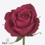 product/img.floraplaza.nl/125533-40-ART_fotos-VBN-vbn125533.jpg