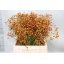 product/img.floraplaza.nl/125536-45-LIVE_fotos-0x253ECD2837B9657F7F67170A8C305B5BB8BD6DEE.jpg