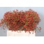 product/img.floraplaza.nl/125537-45-LIVE_fotos-0x2AC30A2C2EBFA5487B0FD3F7F34D7C1B4D5C191C.jpg