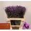 product/img.floraplaza.nl/125560-60-LIVE_fotos-0xB452585B26358A606704C662FF7D282F5AEEEF2A.jpg