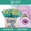 product/img.floraplaza.nl/125612-72-LIVE_fotos-0xFBCEC7CD5C2F19C4EDC0F28C88218353FF630311.jpg