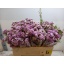 product/img.floraplaza.nl/125617-50-LIVE_fotos-0xDCEF9BC9866AFE28EF9F4CD5B6ECD027109DE3A7.jpg