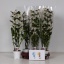 product/img.floraplaza.nl/125625-12-LIVE_fotos-0x324BEA04C4F34D757383D56C4A36A89F646EC35B.jpg