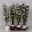 product/img.floraplaza.nl/125625-12-LIVE_fotos-0x49B1F9E419263A7E46095E1A971362AF681393DB.jpg