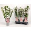 product/img.floraplaza.nl/125625-12-LIVE_fotos-0x4C53B9B2CCBB182F8FA72977582AF0B8CF409A7F.jpg
