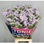 product/img.floraplaza.nl/125663-80-LIVE_fotos-0xB6D971F33B0F4EDA4563F9AF3A03DE5946F043A7.jpg