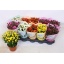 product/img.floraplaza.nl/125724-12-LIVE_fotos-0xF9F2F7938ACE80CE8060F3358E9FD2EC55AB4CE1.jpg