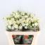 product/img.floraplaza.nl/125766-70-LIVE_fotos-0xB3CF94E60064C3444988A5C0651E3F91970E9868.jpg
