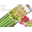 product/img.floraplaza.nl/125791-LIVE_fotos-0x7AE6D75E824B6B0B3886CF4BC01D76DA0497DE21.jpg
