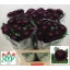 product/img.floraplaza.nl/125840-70-LIVE_fotos-0xB249EA14104DB0E8CAE50CEB6BDB5C97A34CCC56.jpg