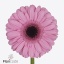 product/img.floraplaza.nl/125847-50-ART_Fotos-VBN-vbn125847.jpg