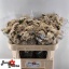 product/img.floraplaza.nl/125862-70-LIVE_fotos-0xB89D98FB86F567642A385C9A1BFC4F6DCE686EE7.jpg