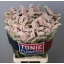 product/img.floraplaza.nl/125862-80-LIVE_fotos-0xF0EDE3E6D727DCFA97D22E20A6B7A0786EFF460F.jpg