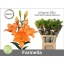 product/img.floraplaza.nl/125894-90-LIVE_fotos-0x8D2AE8C0D466B723EC0A35ECD848254BBA637226.jpg