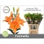 product/img.floraplaza.nl/125894-90-LIVE_fotos-0xE221847F0B5855B0002A0F8A26E3BCEAA1CA3B87.jpg