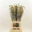 product/img.floraplaza.nl/125902-70-LIVE_fotos-0xA76406B0F0952407A4D45F1683D54079D278AA02.jpg