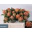 product/img.floraplaza.nl/125939-LIVE_fotos-0xCCF53DDCF7A2A439E08A6C99C5F933300DBD22E9.jpg